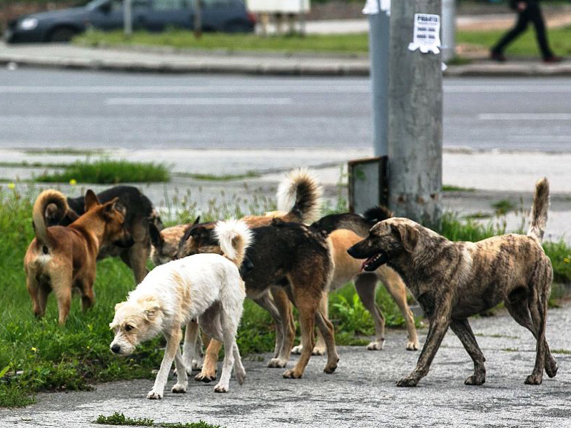 Отлов безнадзорных бродячих собак.