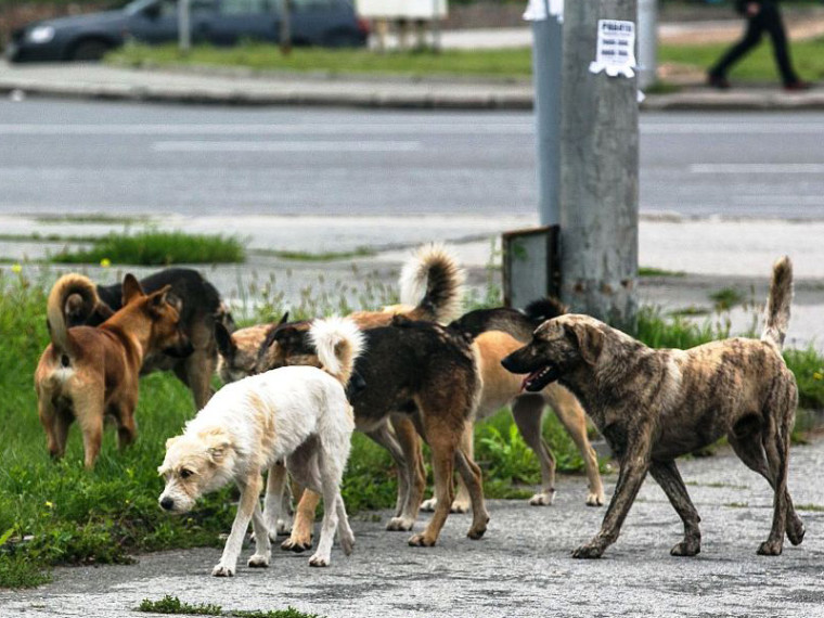 Отлов безнадзорных бродячих собак. Отлов безнадзорных бродячих собак.